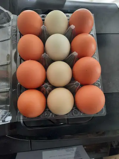 Chicken hatching eggs, View more