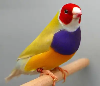 Yellow back pair - 200$ Red head Greenback pair - 160$ Black head greenback -160$ Vaccinated , young...