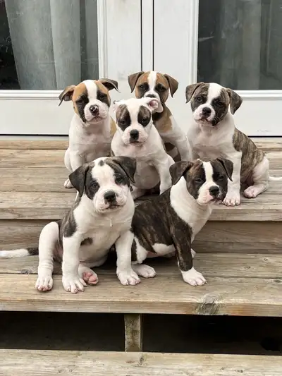 American Bulldog Puppies, View more