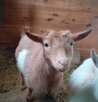 Purebred, Registered Nigerian Dwarf Goats
