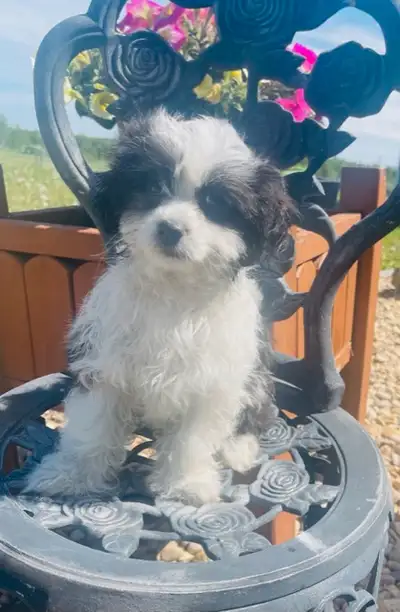 Adorable black and white female looking for a loving home. Non shedding will be in the 8-9 lb range....