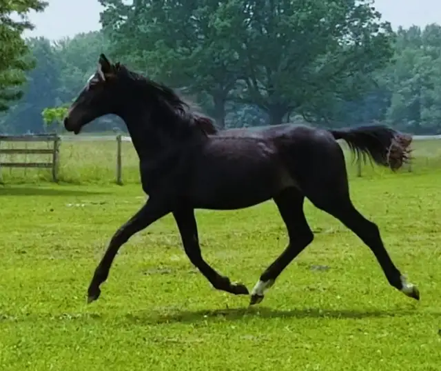 Breeding Doses of Warmblood Stallion in Horses & Ponies for Rehoming in City of Toronto - Image 4