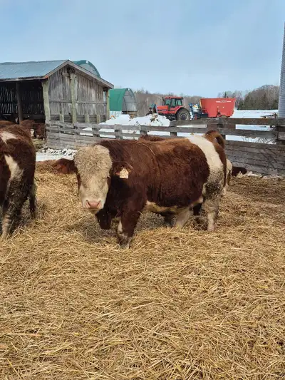 Clearbrook Simmentals have these four yearling bulls for sale. Picture 1,horned fullblood. Picture 2...
