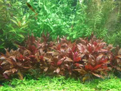 Aquarium plants - Alternanthera Reineckii Mini AR Mini, View more