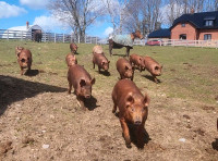 Full or half pigs/pork available 