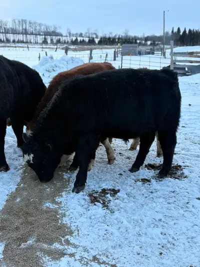 Simmental bulls for sale, View more