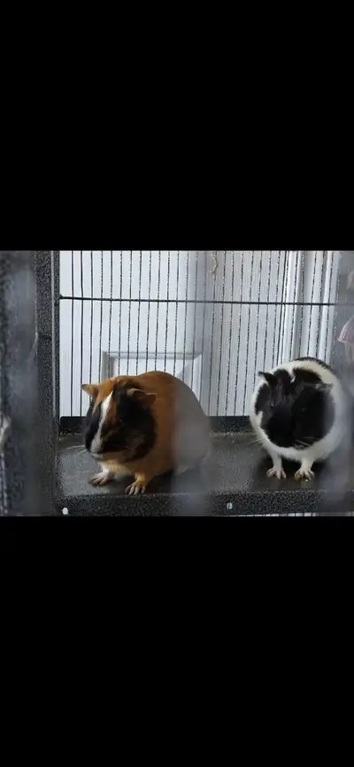 2 Female Guinea Pigs, View more