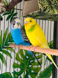 Two Budgies, cage &  Supplies
