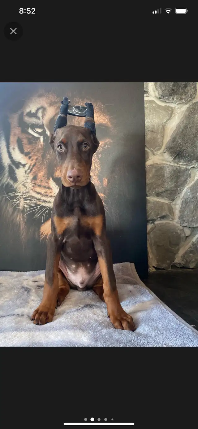 European Doberman Puppies!  1 Female available! in Dogs & Puppies for Rehoming in Edmonton - Image 4