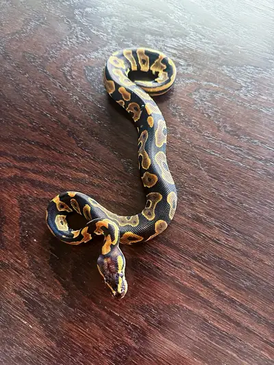Spotnose Chocolate Leopard 66%het Clown, View more