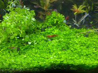 Monte Carlo carpet aquarium plant ( Sold Out)