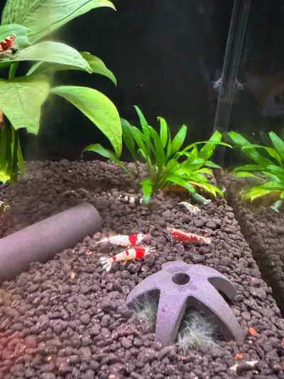 Crevettes caridinas - red cristal - black Tiger 7 $ ou 5 pour 30 $ - blue bolt 10 $ ou 3 pour 25 $
