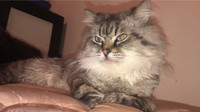 Gorgeous Himalayan boy for rehoming