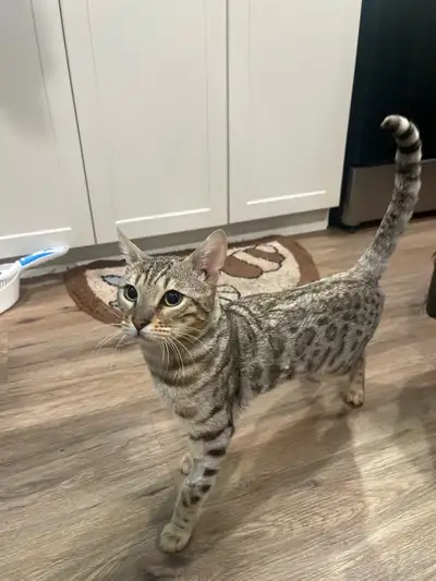 1 year old Bengal cat for rehoming, View more