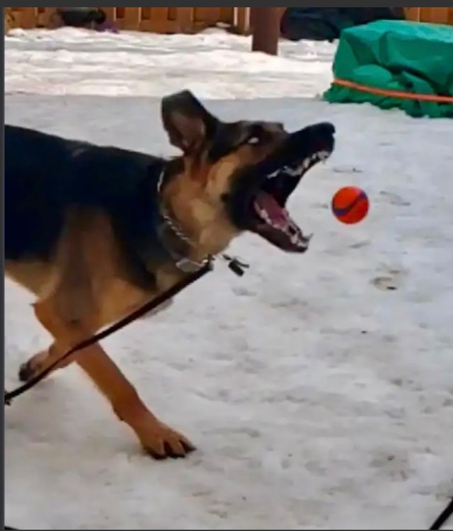 Experienced dog walker/ dog boarding Specialist Animal & Pet Services