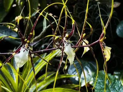 Orchidee $120