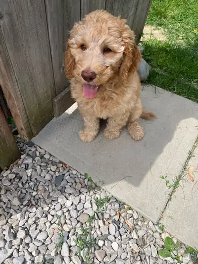 Goldendoodle Crate and potty trained loveable calm boy., View more