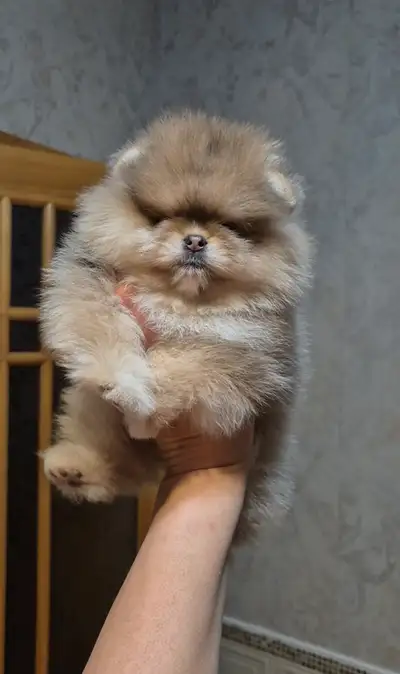 Pomeranian , View more