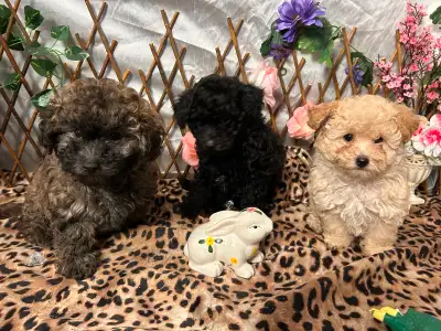 We have puppies that are ready for their new homes. Toy Poodles are an intelligent breed that is ver...