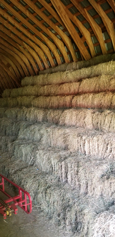 Quality hay for sale $6.50 in Equestrian & Livestock Accessories in Hamilton - Image 3