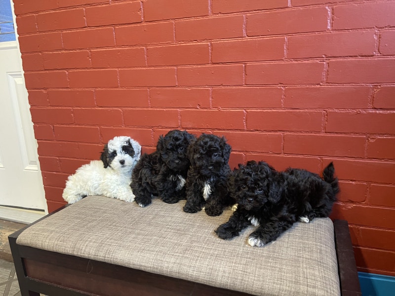 READY NOW! ️ Bichon Frise x Toy Poodle Puppies! Dogs & Puppies for