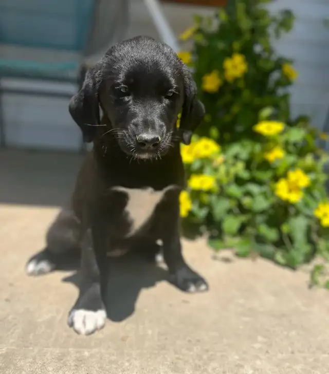 Lab Mix puppies please call 705-995-5137 in Dogs & Puppies for Rehoming in Barrie - Image 4