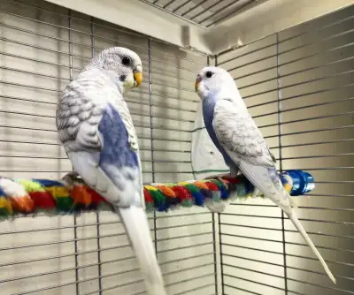 Budgies for Sale, View more