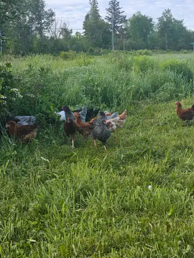 Rainbow mix of heritage breeds and Easter/Olive Eggers. (Brown, blue, and green eggs) Wonderful laye...