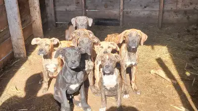 Perro de Presa Canario x Old English Bulldog Puppies (Bandogs), View more