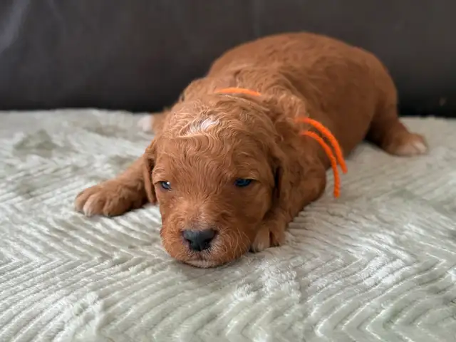 Dark Red Goldendoodles F1b in Dogs & Puppies for Rehoming in Hamilton - Image 8