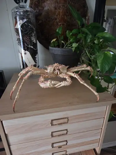 King crab taxidermy. Condition shown in photos. Pick up downtown.