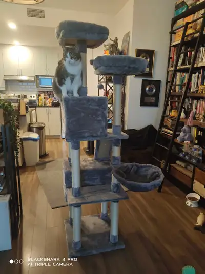 Arbre a chat gris / Cat tree grey (PAWZ Road cat) Size: 19p x 19p x 5,9ft Dimensions: 49L x 49W x 17...
