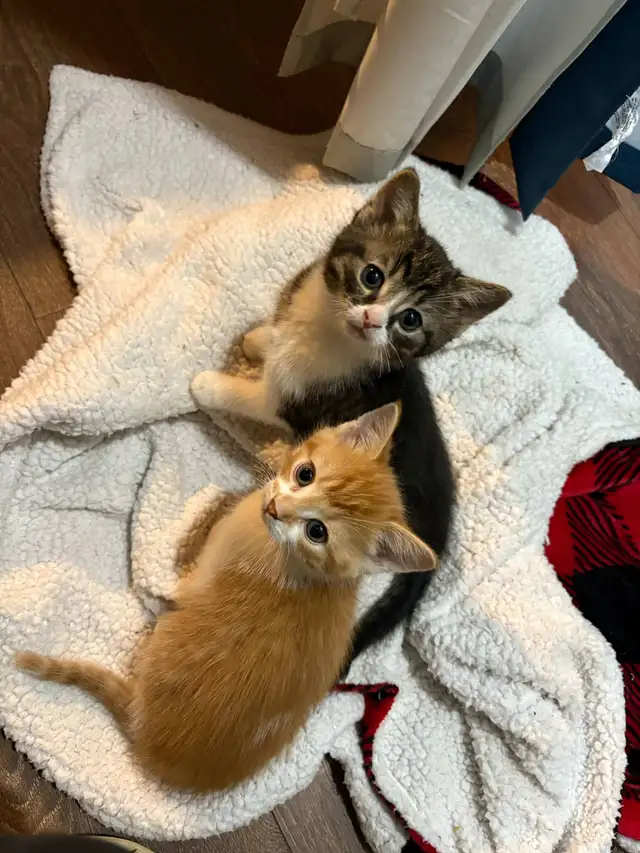 2 Chatons in Cats & Kittens for Rehoming in Drummondville - Image 5