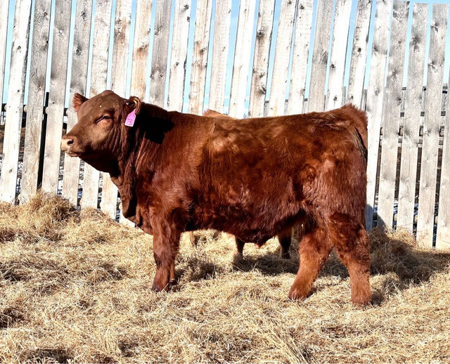 Gelbvieh Bulls in Livestock in Moose Jaw