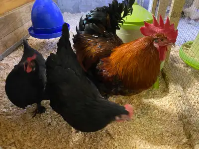 DISPONIBLE MAINTENANT poussin ÉCLOS LE 28 DÉCEMBRE 25$ Oeuf fécondé (50$ / doz) et poussins (20$) 8...