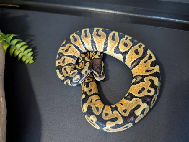 Hatchling Ball Pythons 2 left for sale in Reptiles & Amphibians for Rehoming in Calgary - Image 2