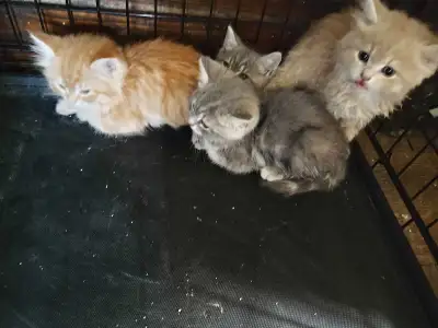 Persian Himalayan Babies 4 READY TODAY, View more