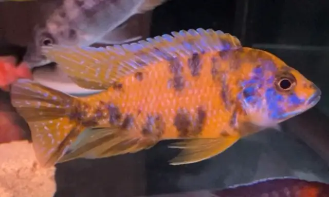 lots of new fish in stock African cichlids fish! in Fish for Rehoming in Mississauga / Peel Region - Image 5
