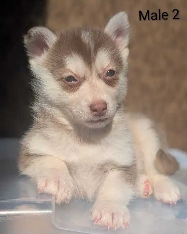 Pomsky puppies in Dogs & Puppies for Rehoming in Barrie - Image 5