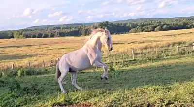Looking for either board for 3 horses or a small farm with apartment to rent for July 1st. As close...