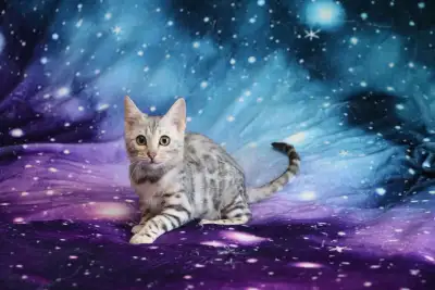 Bengal Kittens, View more