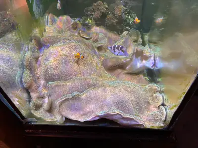 Very large leather coral $250, 34”x20” . Around 10years old. Needs a large aquarium minimum 100 gall...