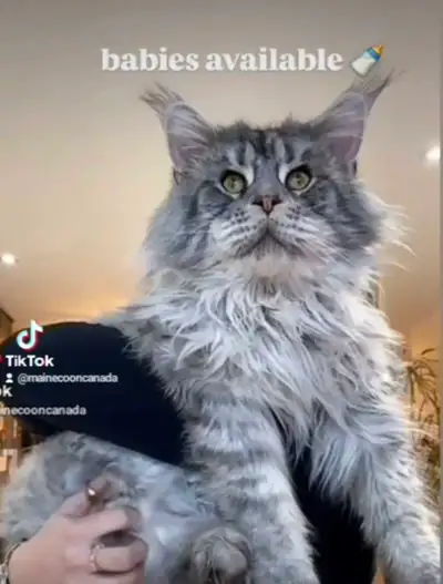S-A-L-E Maine Coons XL, View more
