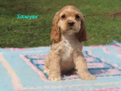 Hey We've got a litter of beautiful cocker spaniel puppies looking for new homes 3 males available F...