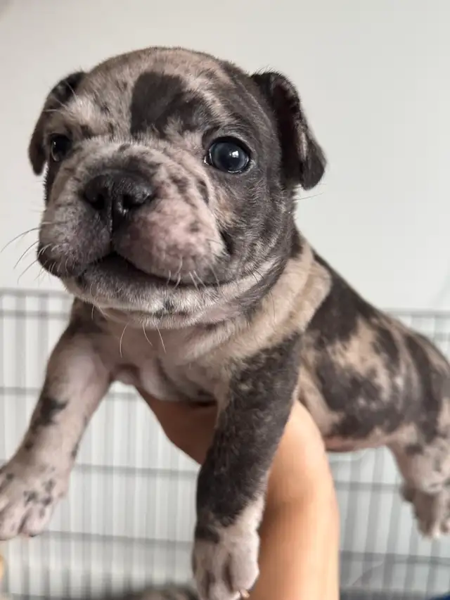 French Bulldog Puppies | Ready Soon | Pre-Booking in Dogs & Puppies for Rehoming in Kelowna - Image 5