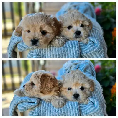 Adorable F1B Pekapoo Puppies!!!, View more