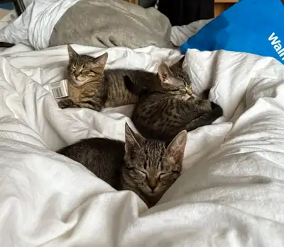 Rehome kittens, View more