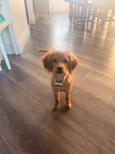 cavapoo pup, View more