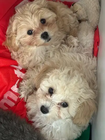 Toy Poodle/Shihpoo , View more