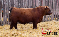 Red Angus Yearling and Two Year old Bulls